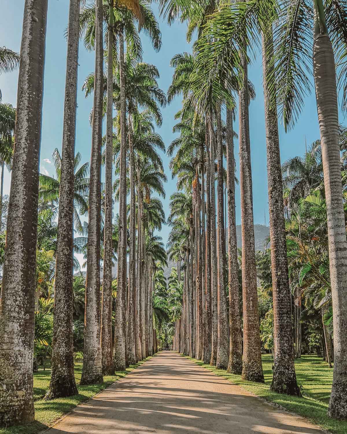 Camino adoquinado flanqueado por una imponente alineación de palmeras reales en el Jardín Botánico de Río de Janeiro, bajo un cielo despejado y soleado.