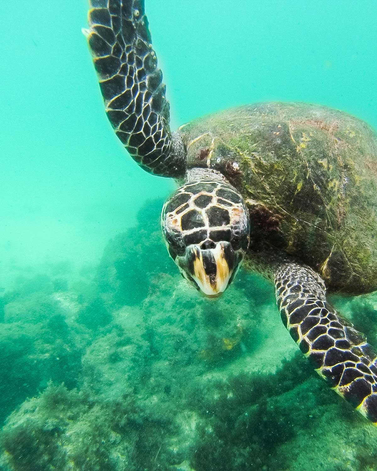 Una tortuga marina con un caparazón con patrones nada bajo el agua sobre un lecho de coral, extendiendo sus aletas mientras se mueve por el agua turquesa y clara durante una experiencia de buceo en Arraial do Cabo.